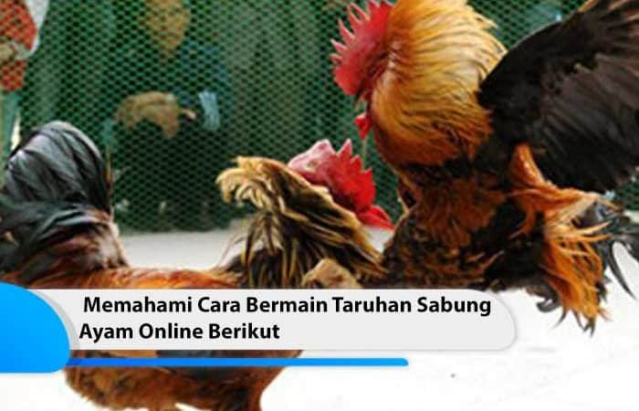 Memahami Cara Bermain Taruhan Sabung Ayam Online Berikut