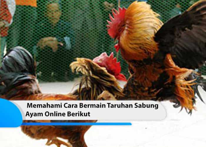 Memahami Cara Bermain Taruhan Sabung Ayam Online Berikut